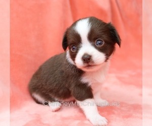 Chihuahua Puppy for sale in MUSKOGEE, OK, USA