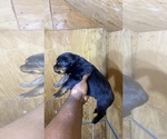 Small Photo #7 Rottweiler Puppy For Sale in RICHLAND, GA, USA