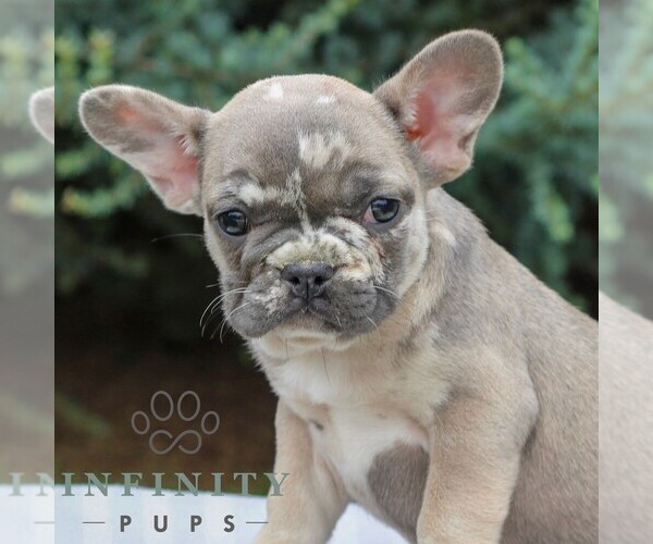 Medium Photo #2 French Bulldog Puppy For Sale in EAST EARL, PA, USA