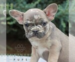 Small #1 French Bulldog