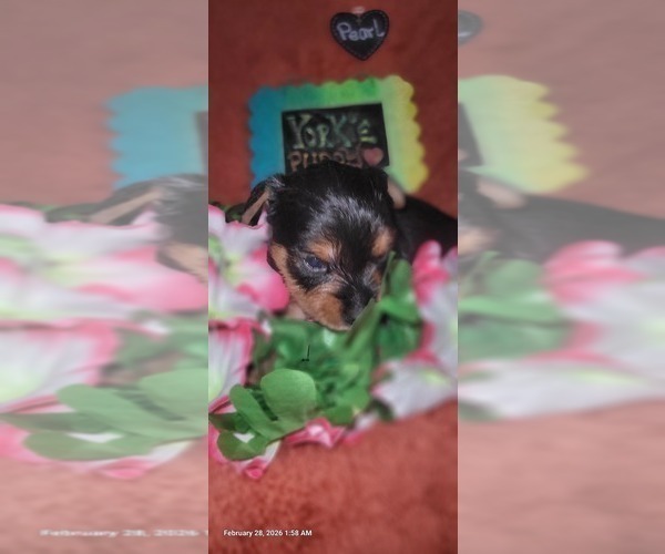 Medium Photo #113 Yorkshire Terrier Puppy For Sale in AKRON, OH, USA