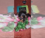 Small Photo #113 Yorkshire Terrier Puppy For Sale in AKRON, OH, USA