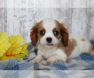 Cavalier King Charles Spaniel Puppy for sale in SHILOH, OH, USA