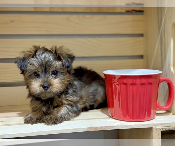 Medium Photo #1 Morkie Puppy For Sale in CASSVILLE, MO, USA
