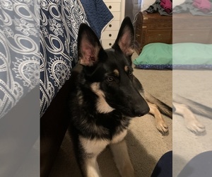 Mother of the German Shepherd Dog puppies born on 08/06/2025