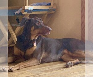 Whiskey - Forever Foster - Female Doberman Pinscher-Unknown Mix Dog for Adoption - Photo #9