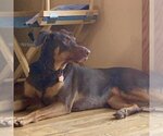 Small #8 Doberman Pinscher Mix