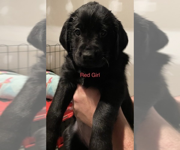 Full screen Photo #9 Golden Labrador Puppy For Sale in MUSKEGON, MI, USA