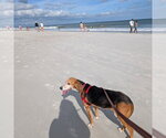 Small #1 Beagle Mix