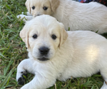 Small #4 English Cream Golden Retriever