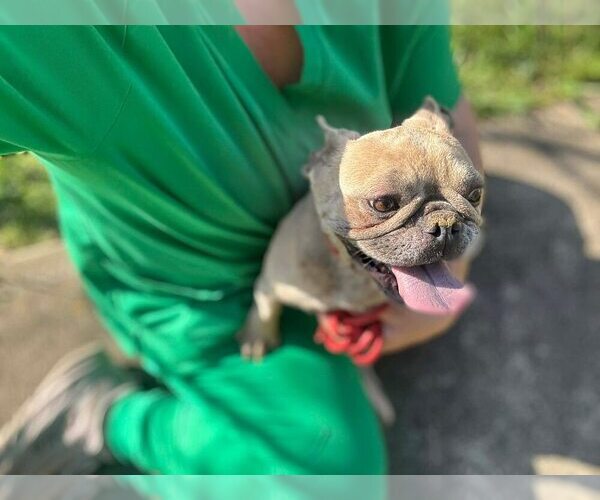 Medium Photo #8 French Bulldog Puppy For Sale in New York, NY, USA