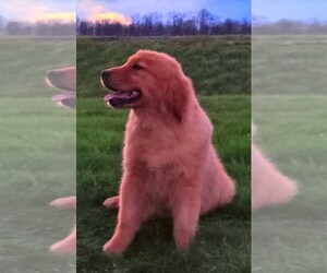 Golden Retriever Puppy for sale in FREDERICKSBURG, OH, USA