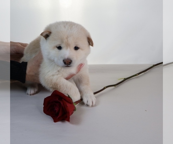 Medium Photo #35 Shiba Inu Puppy For Sale in WINTER PARK, FL, USA