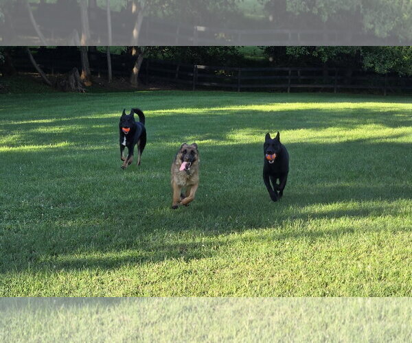 Medium Photo #7 German Shepherd Dog Puppy For Sale in Centreville, VA, USA