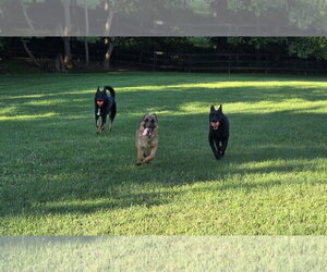 Sophie 7563 - Female German Shepherd Dog Dog for Adoption - Photo #7