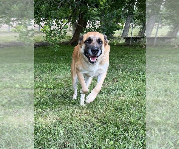 Medium Photo #3 German Shepherd Dog-Unknown Mix Puppy For Sale in Osgood, IN, USA
