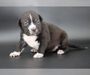 American Bully Puppy for sale in CHAMPAIGN, IL, USA