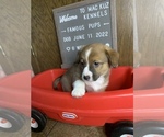 Small Photo #29 Welsh Cardigan Corgi Puppy For Sale in SUN PRAIRIE, WI, USA
