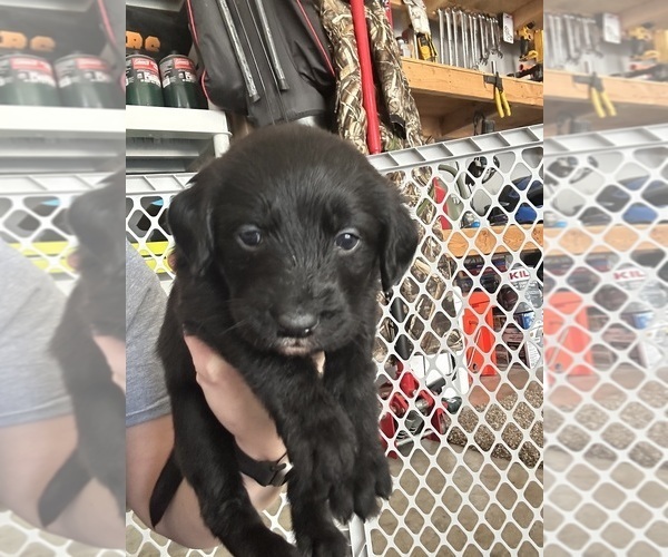 Medium Photo #17 Labradoodle Puppy For Sale in KIRKSVILLE, MO, USA