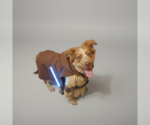 Small Australian Shepherd Mix