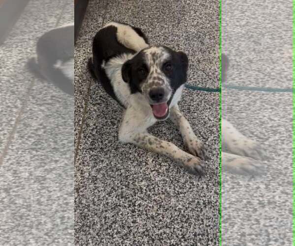 Medium Photo #3 Border Collie-Unknown Mix Puppy For Sale in Highland, IL, USA