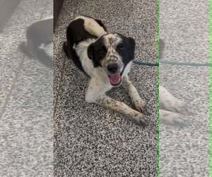 Binx - Female Border Collie-Unknown Mix Dog for Adoption - Photo #3