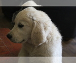 Small Photo #33 English Cream Golden Retriever Puppy For Sale in RINGGOLD, GA, USA