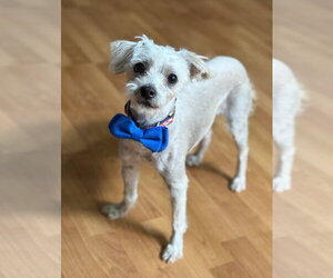 Maltipoo (Miniature) Dogs for adoption in Phoenix, AZ, USA