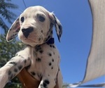 Puppy Royal Purple Dalmatian