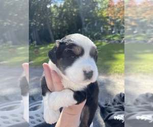 Miniature Australian Shepherd Puppy for Sale in GRISWOLD, Connecticut USA