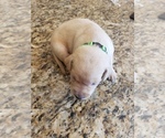 Small Photo #6 Labrador Retriever Puppy For Sale in CORDELE, GA, USA