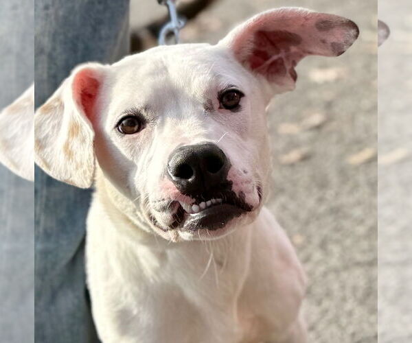 Medium Photo #4 Mutt Puppy For Sale in Canton, CT, USA