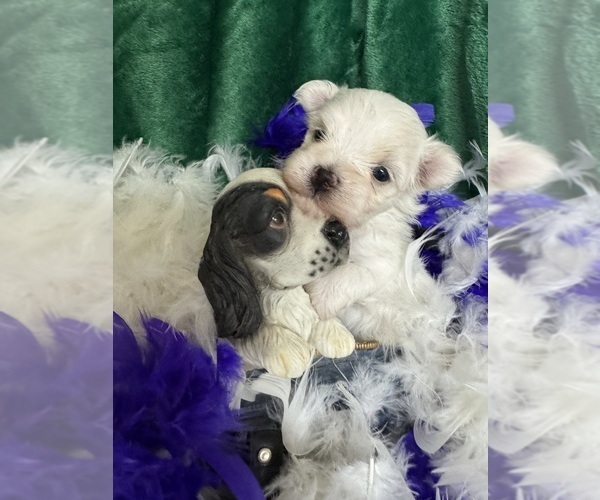Medium Photo #5 Maltese Puppy For Sale in FREDONIA, KS, USA