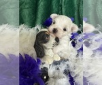 Small #4 Maltese
