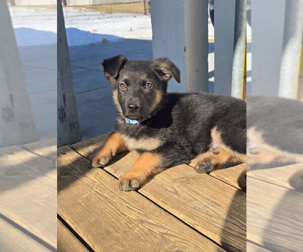 Medium Photo #2 German Shepherd Dog Puppy For Sale in Minneapolis, MN, USA