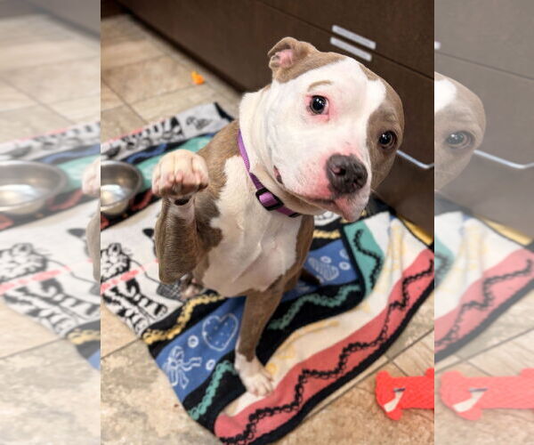 Medium Photo #4 Mutt Puppy For Sale in Jefferson, WI, USA