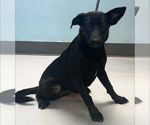 Labrador Retriever-Unknown Mix Dogs for adoption in Pryor, OK, USA