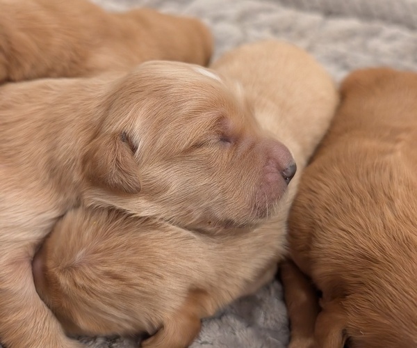 Medium Photo #2 English Cream Golden Retriever Puppy For Sale in SACRAMENTO, CA, USA
