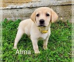 Puppy Alma AKC ENG Labrador Retriever