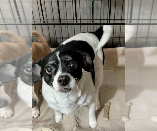 Medium Photo #6 Rat Terrier Puppy For Sale in Mount Laurel, NJ, USA