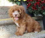 Small #3 Cavapoo
