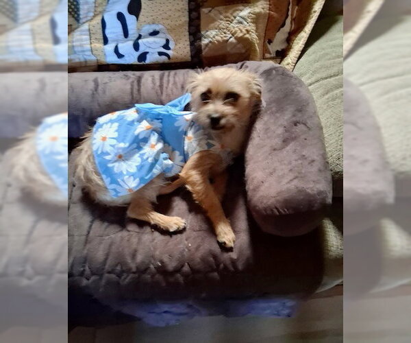 Medium Photo #3 Norfolk Terrier-Unknown Mix Puppy For Sale in Mesa, AZ, USA