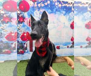 Mutt Dogs for adoption in Pompano Beach , FL, USA