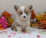 Small #2 Pembroke Welsh Corgi