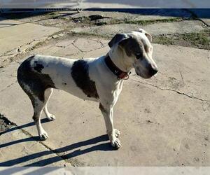 Great Dane-Unknown Mix Dogs for adoption in San Antonio, TX, USA