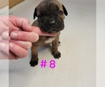 Puppy Puppy 8 Cane Corso
