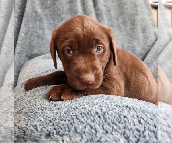 Medium Photo #8 Labrador Retriever Puppy For Sale in LONG PINE, NE, USA