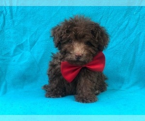 Poodle (Miniature) Puppy for sale in LAKELAND, FL, USA