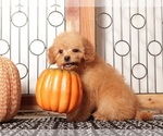 Small #3 Goldendoodle