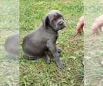 Small Photo #21 Cane Corso Puppy For Sale in PHILLIPSTON, MA, USA